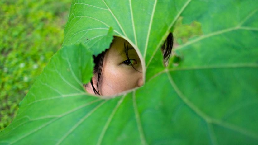 Tree Leaves Identification Quiz