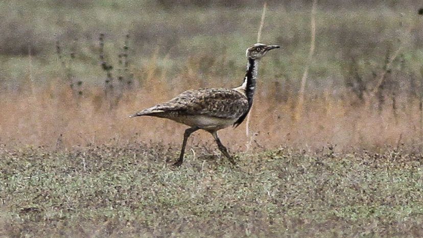 Bustard Desert Animal