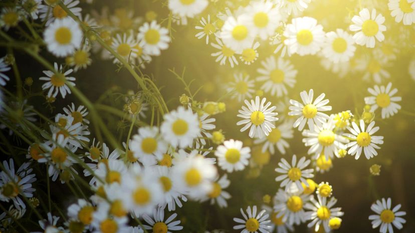 Chamomile