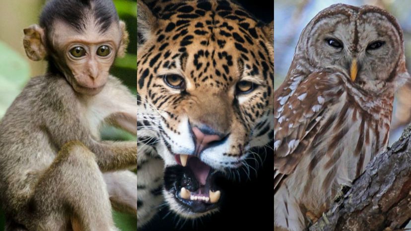 What Is Your Jungle Spirit Animal?