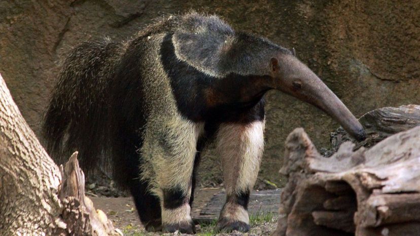 Giant Anteater