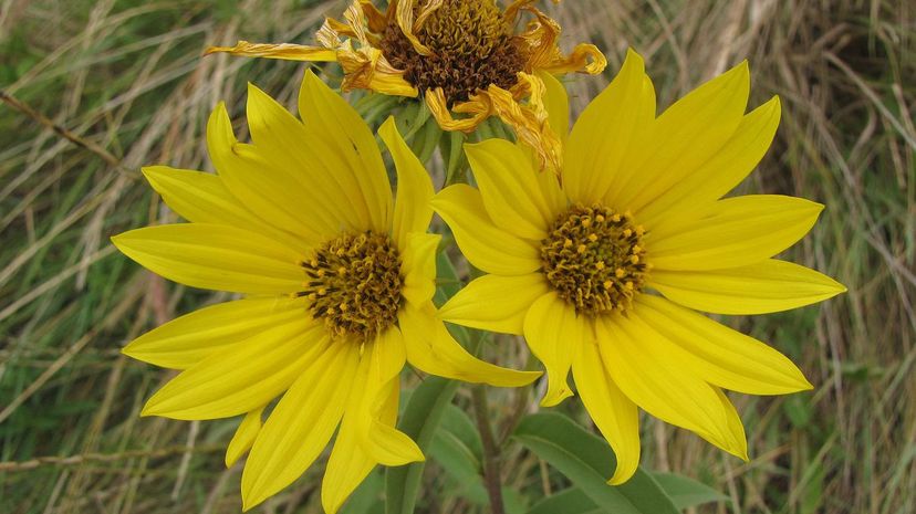 Maximillian Sunflower