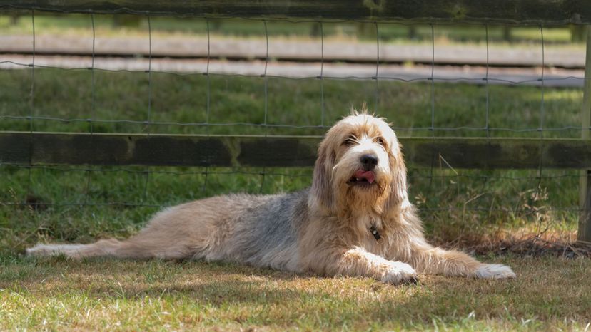 Otterhound