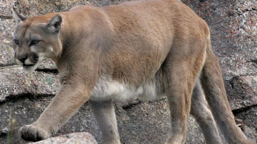 Mountain Lion