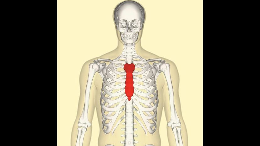 Sternum