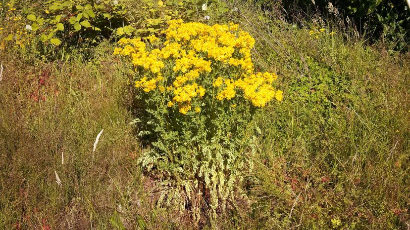 Ragwort (jacobaea vulgaris)