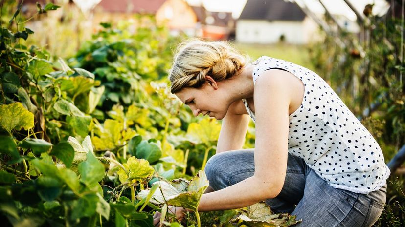 Plant a Garden and We'll Reveal Your Personality Type