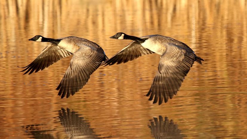 Canada Goose