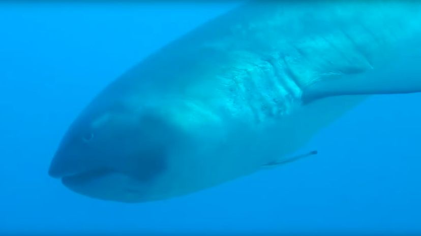 6 Megamouth shark