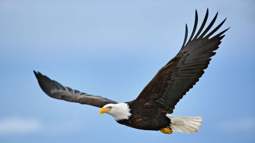 Bald Eagle