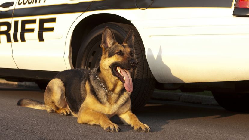 Could Your Dog Be a Pawlice Officer?