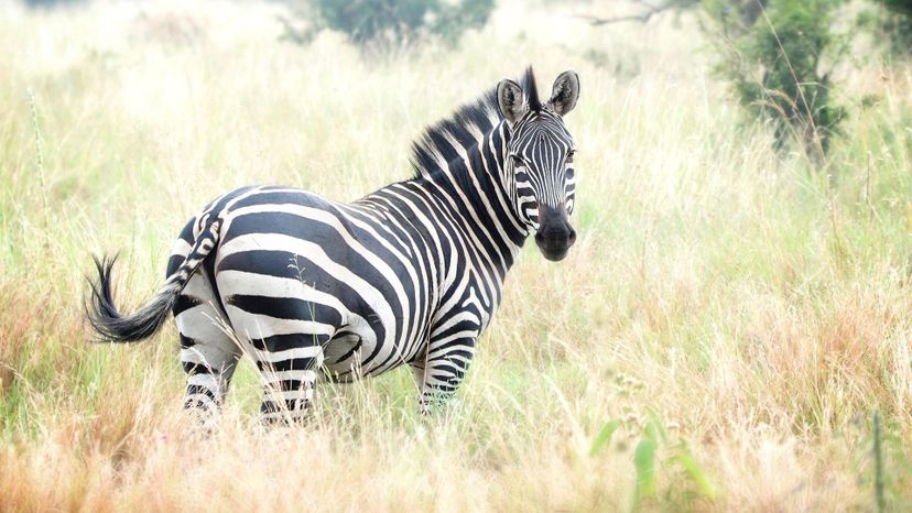 zebra