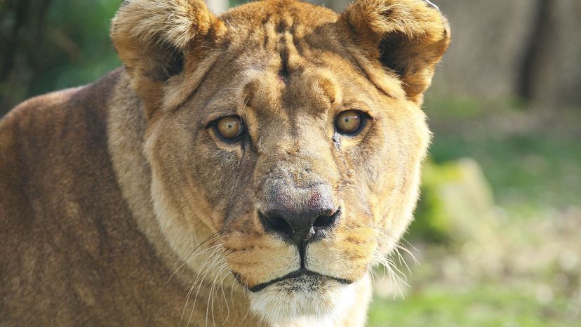 Barbary lion