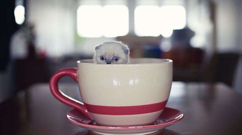 29 Favorite tea cup