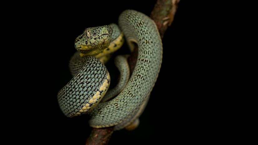 19 Amazon Palm Viper