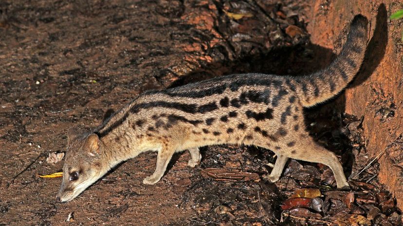 Striped Civet