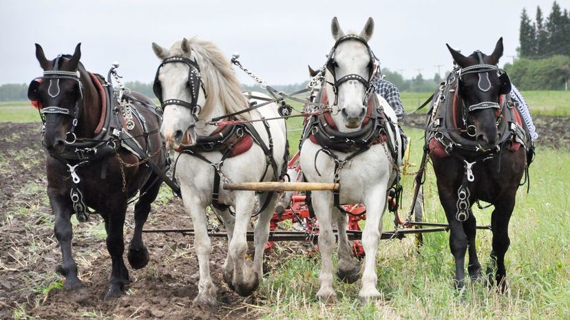 Draft horse