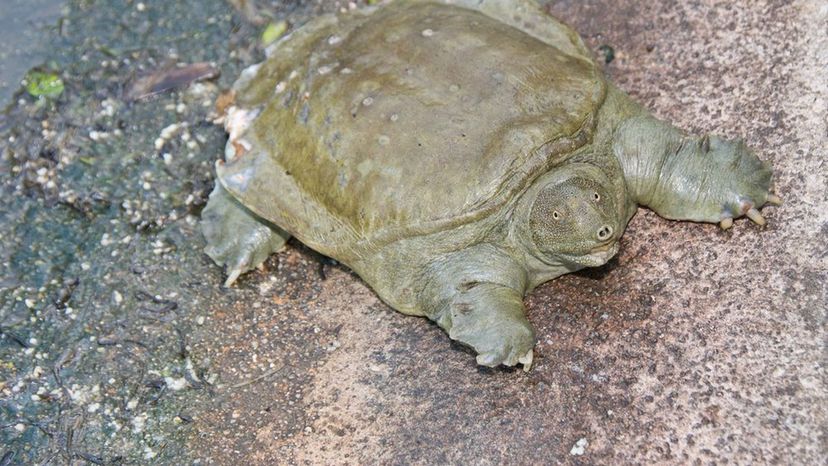 Soft-Shelled Turtle