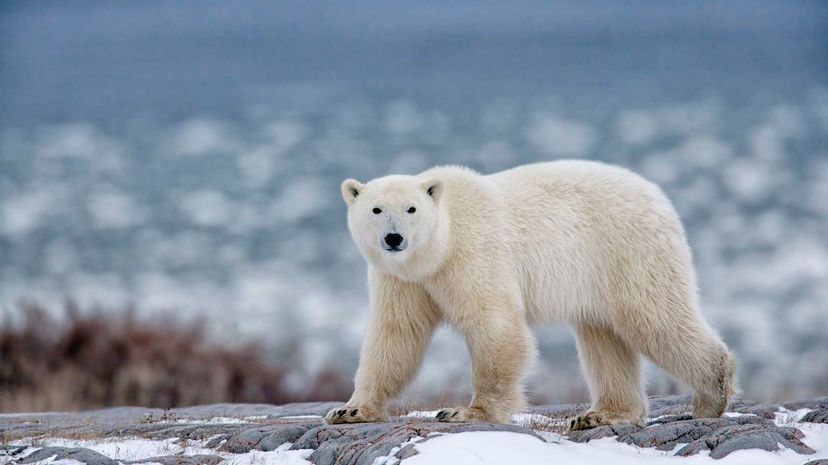 Polar bears