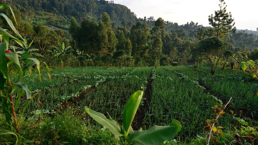 Agroforestry