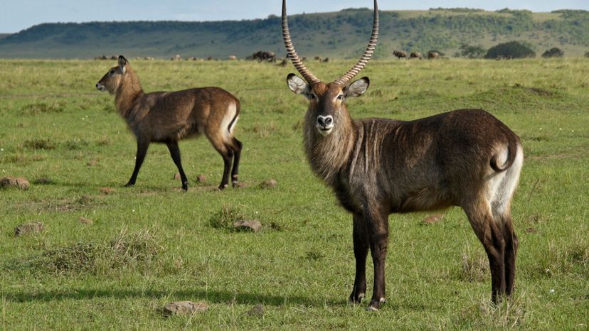 Waterbuck