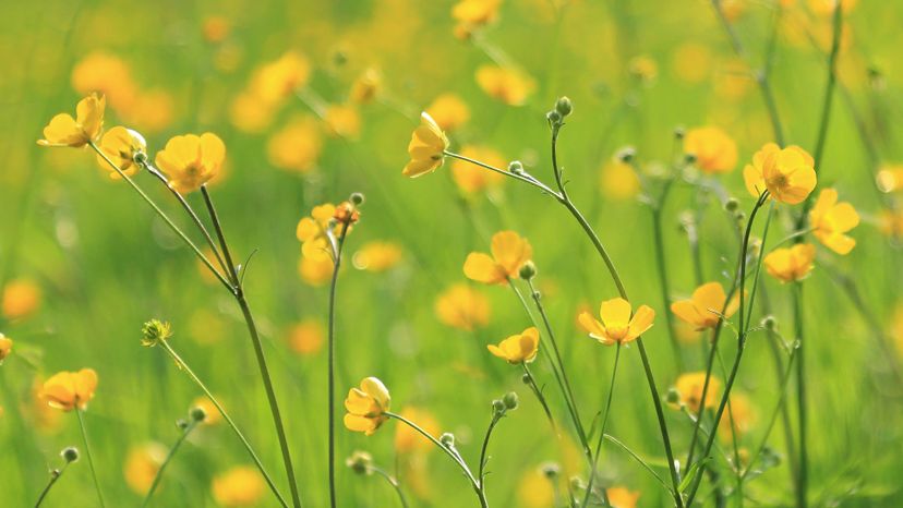 30 buttercup GettyImages-503432035