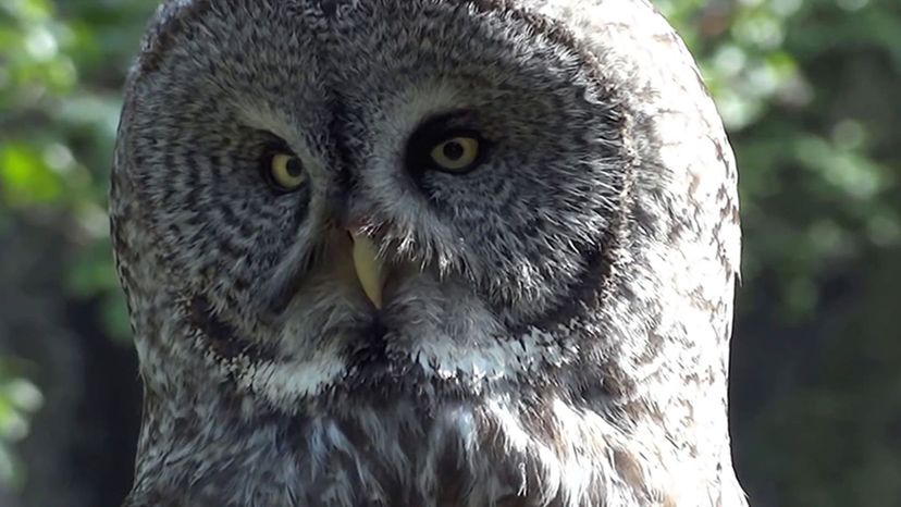 Great Gray Owl