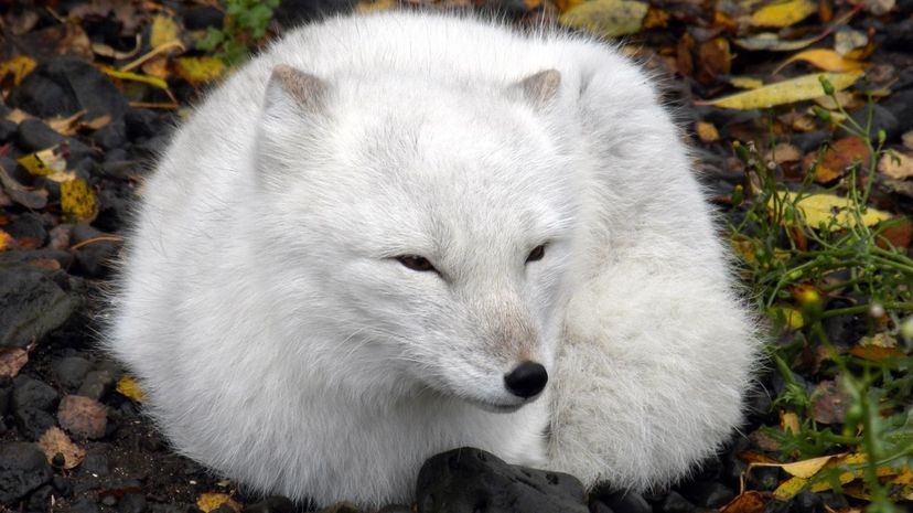 Arctic Fox