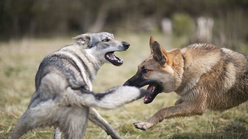 Dog fight