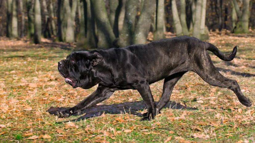 Neapolitan Mastiff