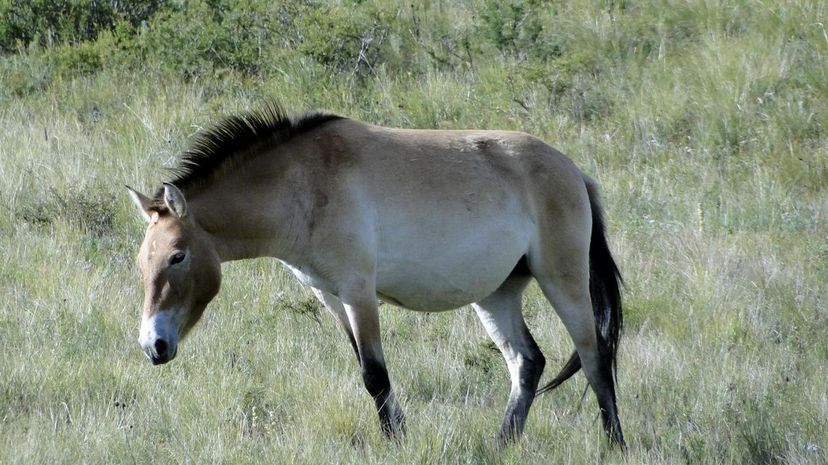 Mongolian Wild Horse