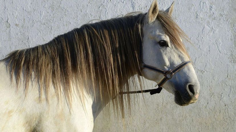 Lusitano Horse