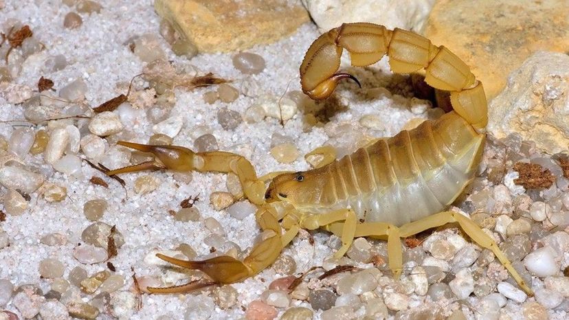 Arabian Fat-Tailed Scorpion