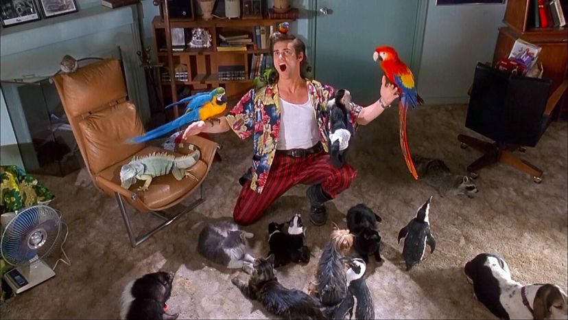 Ace Ventura - Jim Carrey