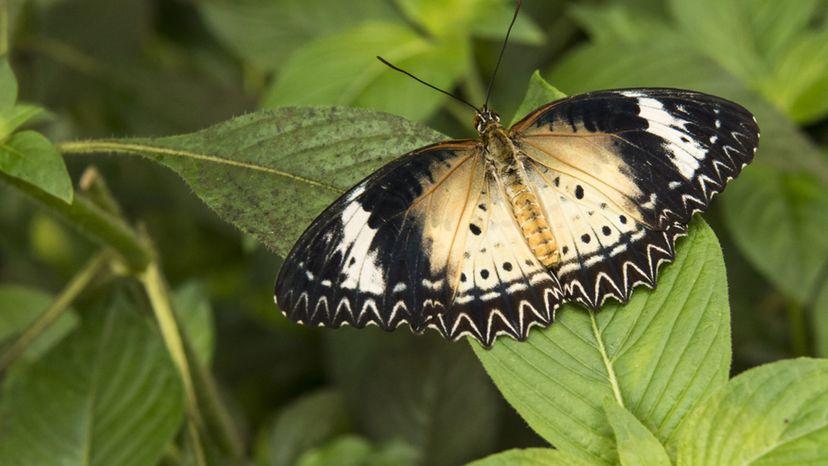 lace wings