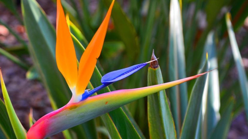 Bird of Paradise