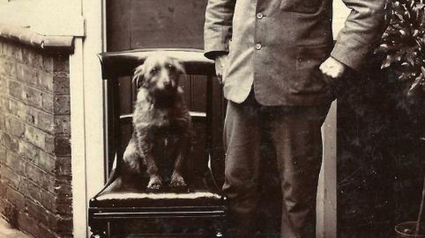 Victorian Dog
