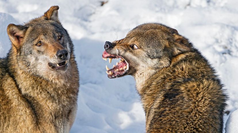 Which Wolf Does Your Anger Bring Out?