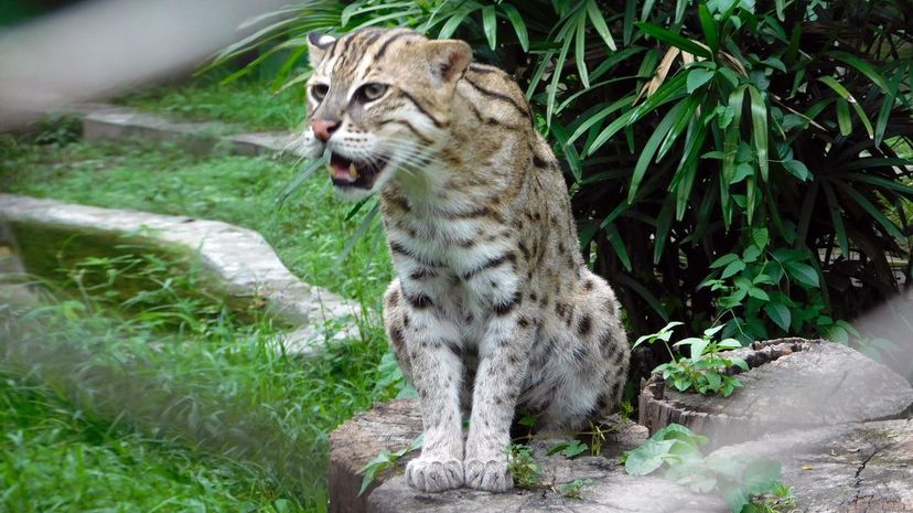 Fishing Cat