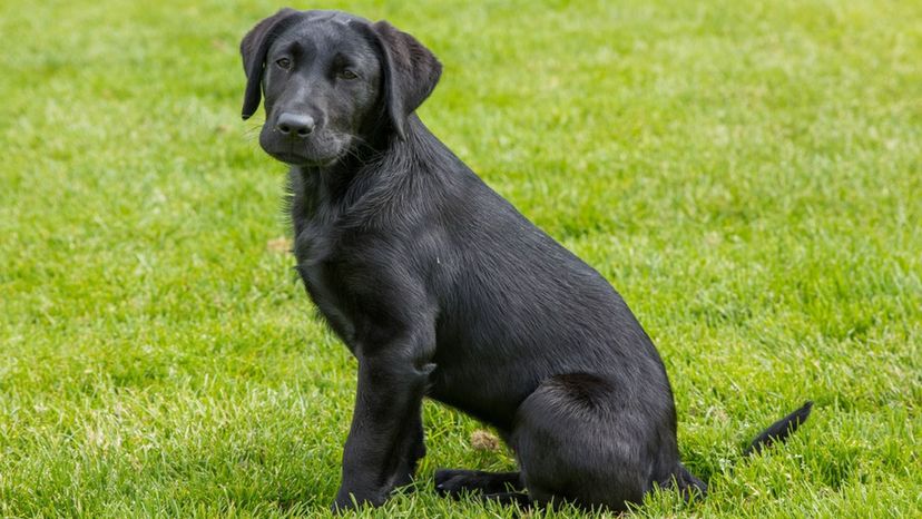 Labrador