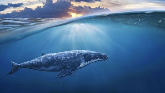 How Much Do You Know About Marine Mammals?