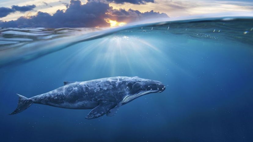 How Much Do You Know About Marine Mammals?