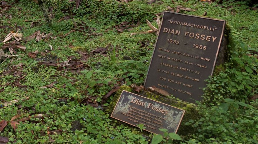 Q 21 Dian Fossey