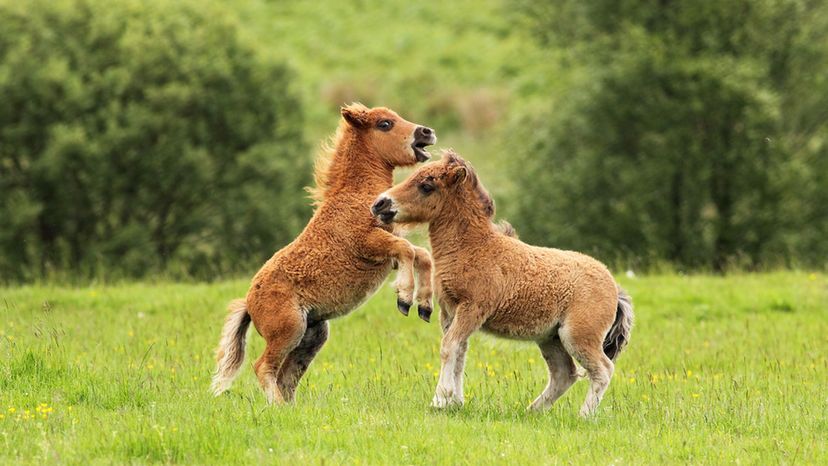 Shetland Pony