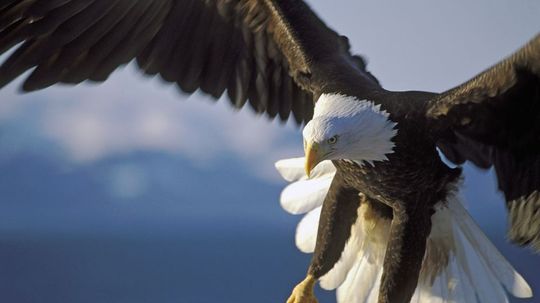 Only 1 in 50 people can identify these birds that soar the American sky! Can you?