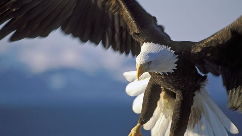 Only 1 in 50 people can identify these birds that soar the American sky! Can you?