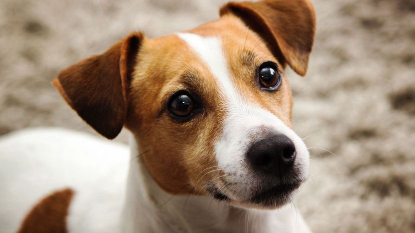  A Jack Russell terrier