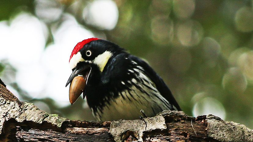 Acorn Woodpecker