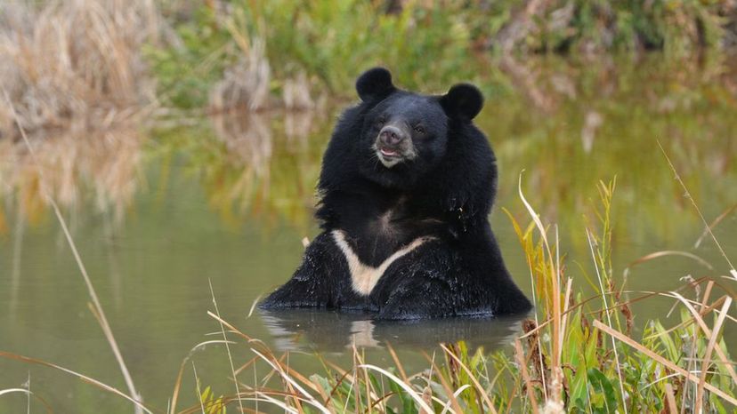 asian black bear