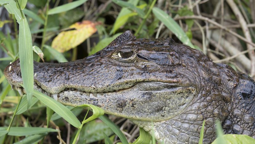 Spectacled Caiman